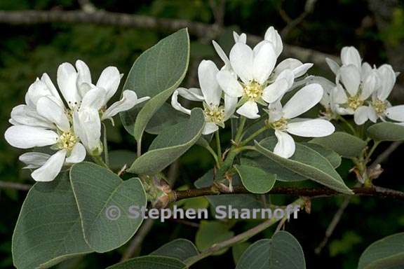 amelanchier alnifolia var semiintegrifolia 1 graphic